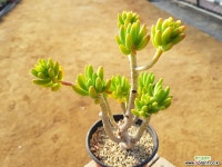 청솔 (중품)(목질)(군생) 2800 0201 다육식물