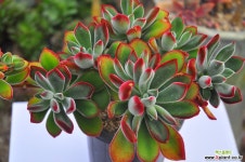 금황성(B042) 다육식물