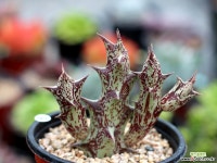 북두각 다육식물