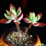 부용 1 다육식물