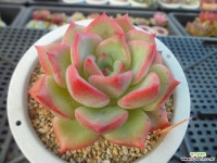 센세이션2-394 다육식물