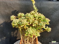 구미리 모듬 다육식물