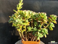 구미리 모듬 다육식물