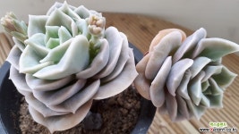라블리로즈 다육식물