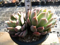 블렛블루아나0208-1 다육식물