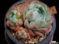 장미월영 38 다육식물
