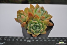 서브림(B076) 다육식물