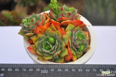 라밀라떼(B082) 다육식물