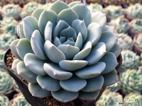 라피네 중051 다육식물