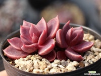 인디카 군생 S1818 다육식물