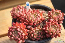 핑클루비 780209 다육식물