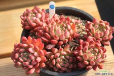 핑클루비 780209 다육식물