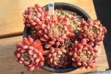 핑클루비 780209 다육식물