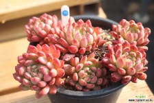 핑클루비 780209 다육식물