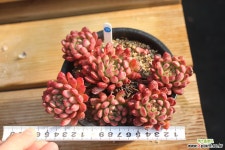 핑클루비 780209 다육식물