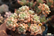 라울 700209 다육식물