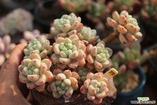 라울 700209 다육식물