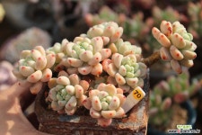 라울 700209 다육식물