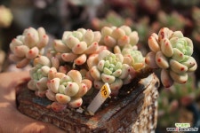 라울 700209 다육식물