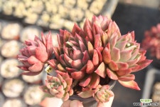 소후렌 780209 다육식물