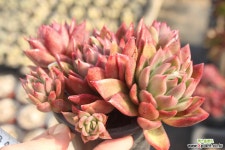 소후렌 780209 다육식물