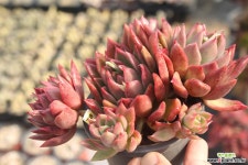 소후렌 780209 다육식물