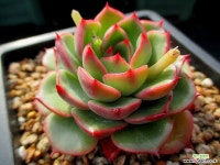 일본힐링 2-335 다육식물