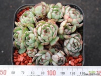 엔시노 적심군생 S2016 다육식물