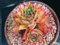 에보니 210-16 다육식물