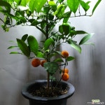 레몬나무 황금레몬나무 중대품 공룡꽃식물원 과실수 385 초본류