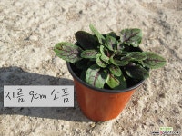 소렐(Sorrel) 지름 9cm 소품 허브화분(단독주문시 5000원 이상주문가능) 허브