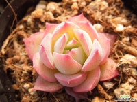 실루엣 다육식물