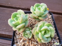 니크셔나금 다육금