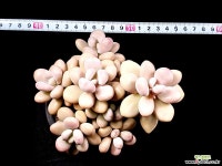 아메치스(자연군생) 1-208 다육식물