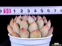 판더 1-267 다육식물
