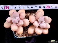 아메치스 1-271 다육식물