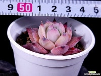 블랙사바스 1-351 다육식물