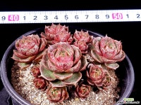 환엽롱기시마 1-355 다육식물
