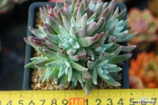 화이트그리니73 다육식물