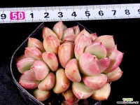 아보카도크림 1-381 다육식물