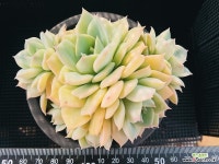 펀퀸 214-10 다육식물