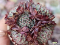 슈퍼턱시판군생한몸 다육식물