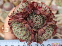 슈퍼턱시판군생한몸 다육식물