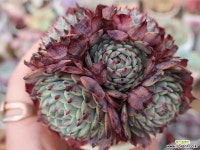 슈퍼턱시판군생한몸 다육식물