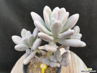 성미인 다육식물