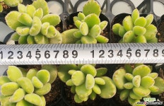 웅동자(랜덤) 다육식물