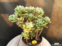 구미리 다육식물