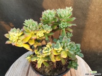 구미리 다육식물