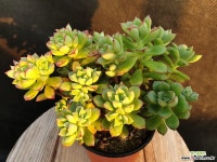 구미리 다육식물