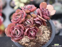 수연 군생 A5639 다육식물